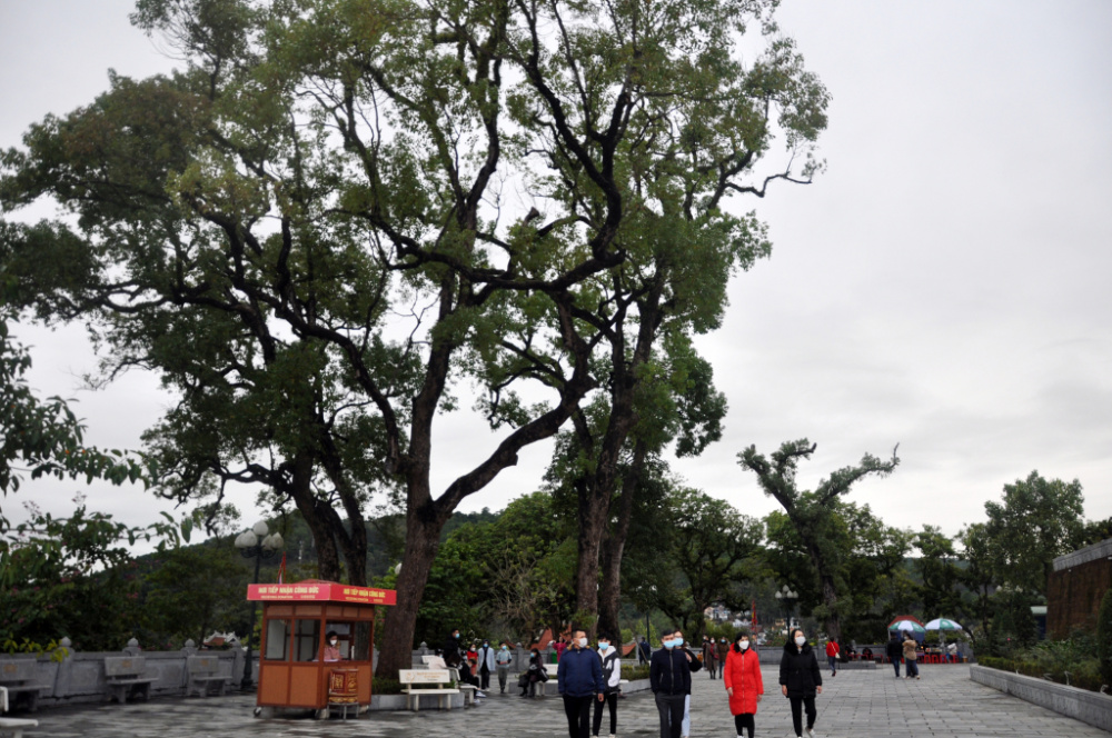 Cây di sản