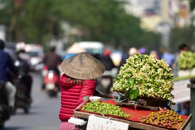 hoa bưởi