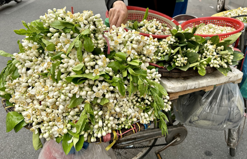 hoa bưởi