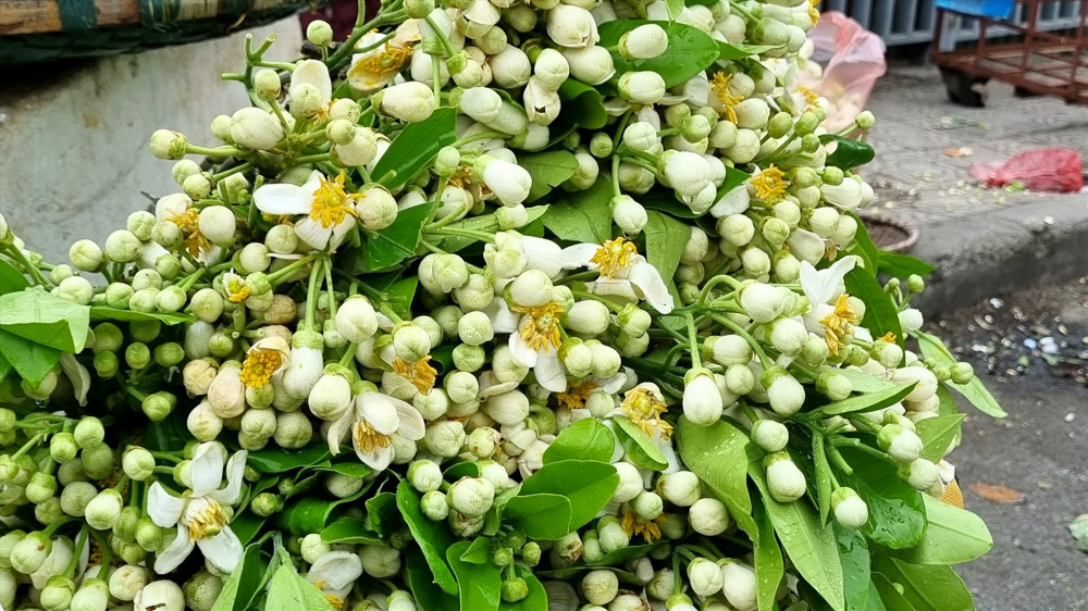 hoa bưởi