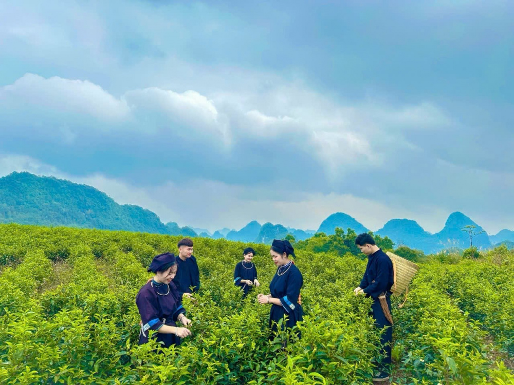 Đồi chè tại Lũng Sâu