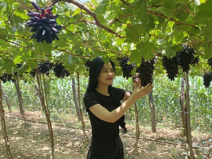 Nho Ninh Thuận