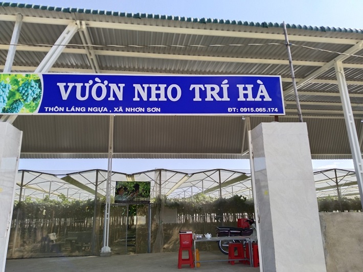 Nho Ninh Thuận