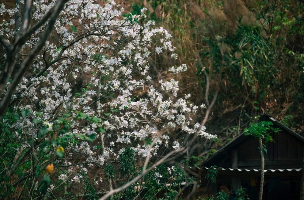 Hoa ban khoe sắc tinh khôi trên khắp các nẻo đường - Ảnh: Blog của Rọt