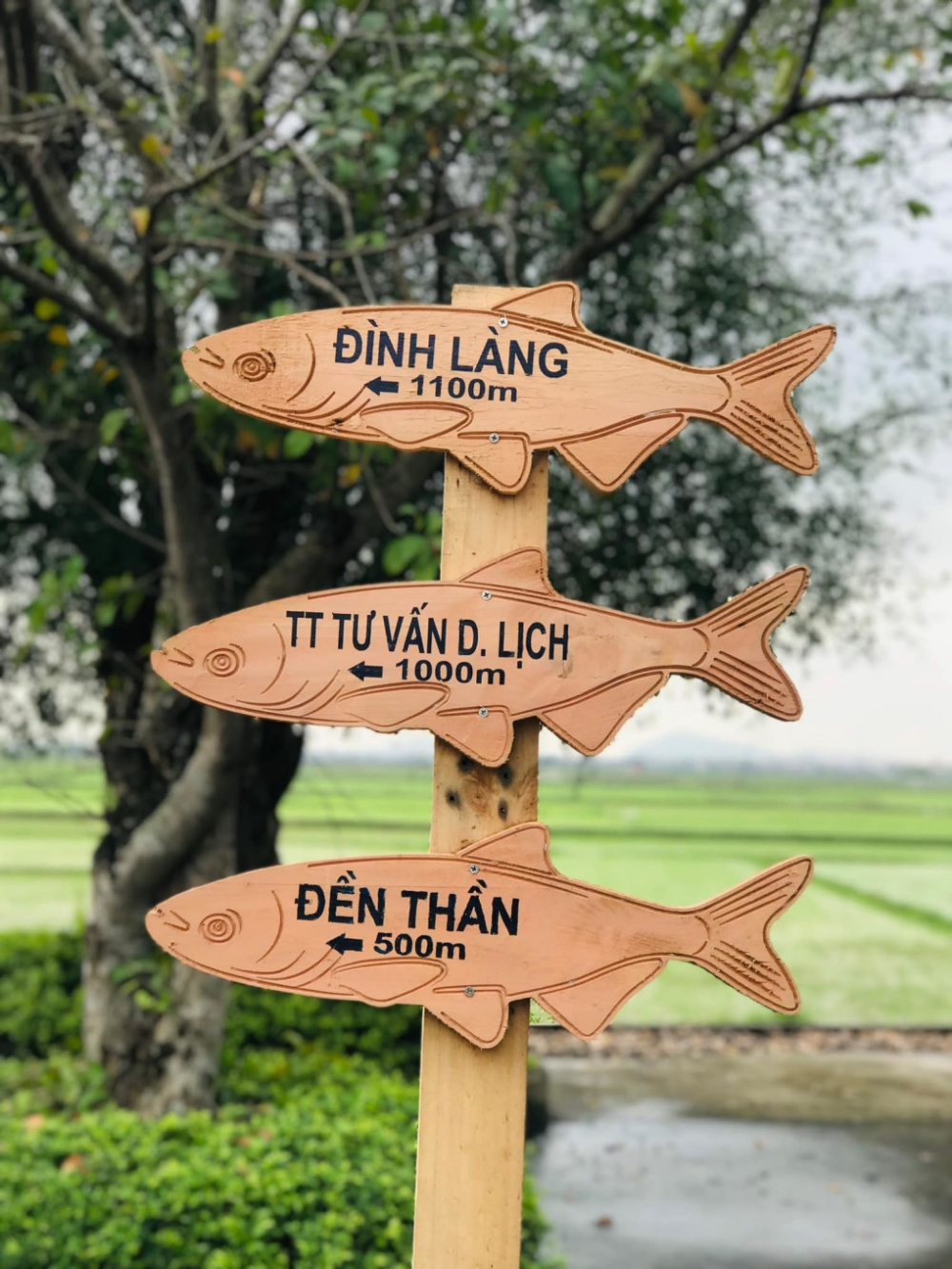 Cơm cá gỗ