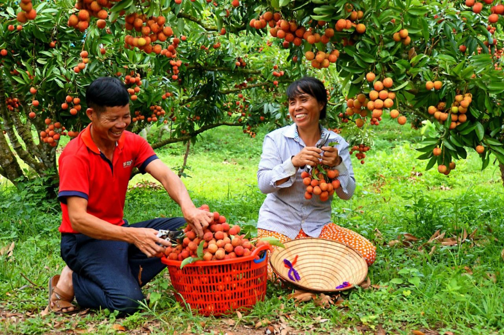 Sản lượng vải thiều Bắc Giang có thể đạt 100.000 tấn