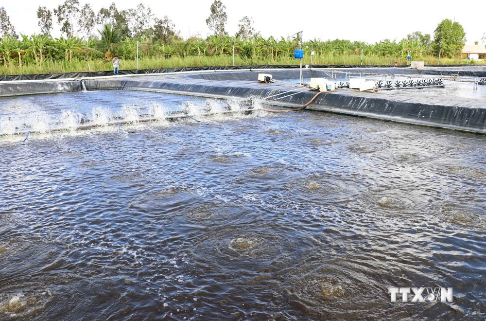 Cà Mau dành 20.000 tỷ đồng để phát triển ngành tôm đến năm 2030.