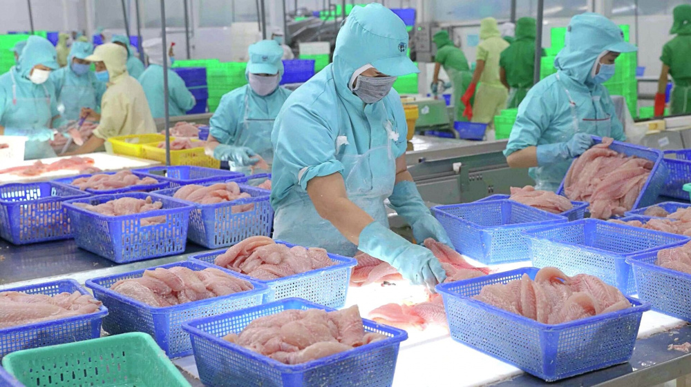 Cwin com sòng bạc trực tuyến cá tra