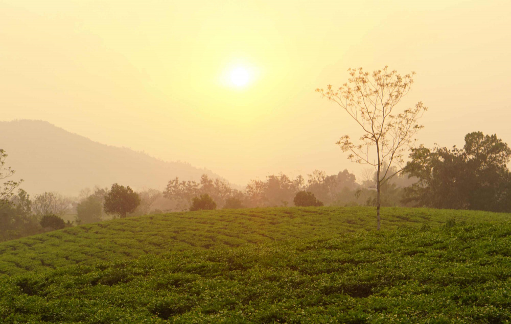 Vùng chè nguyên liệu của Công ty cổ phần chè Sông Lô