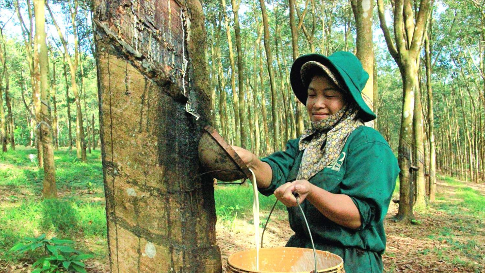 Thu hoạch cao su Cao su Việt Nam