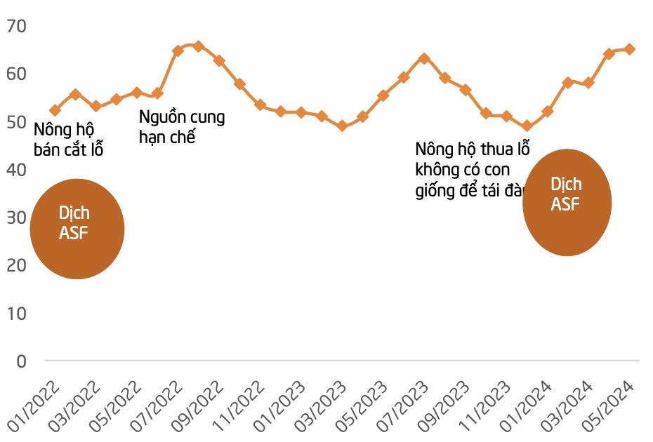 giá heo hơi