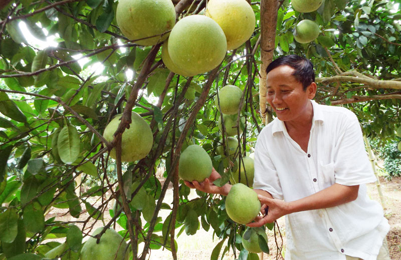 bưởi đỏ hòa bình