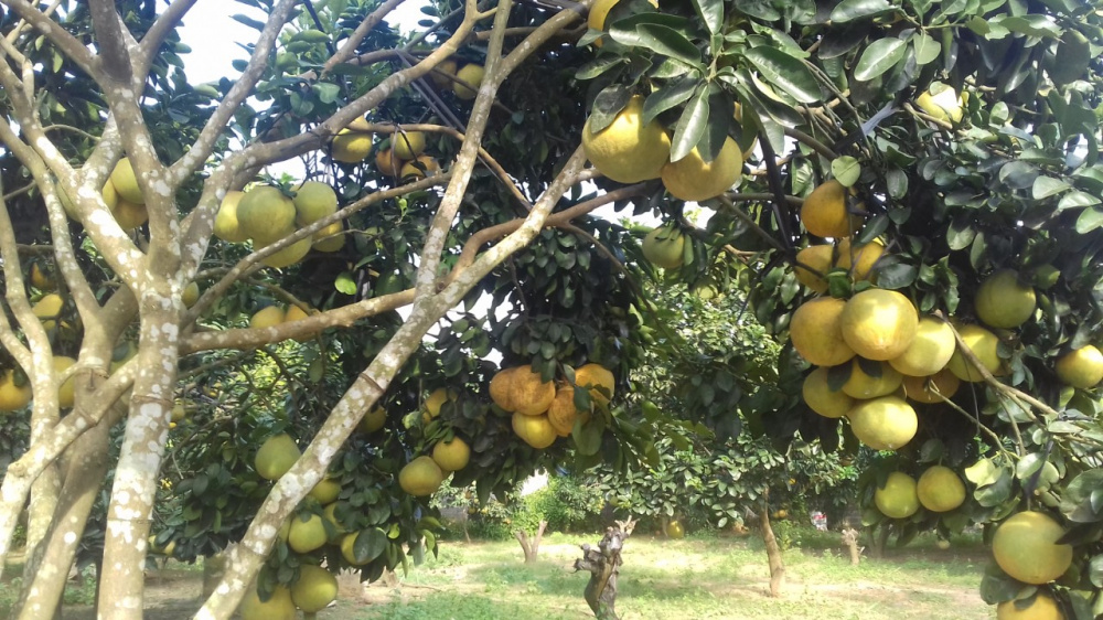 bưởi đỏ tân lạc