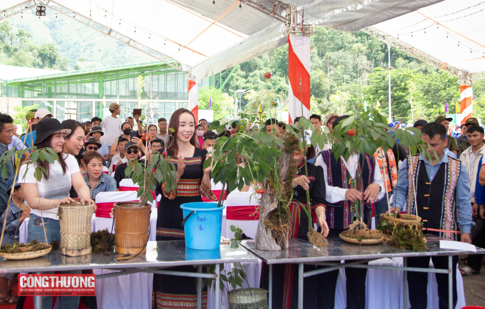Hội thi sâm Ngọc Linh ở Nam Trà My, Quảng Nam