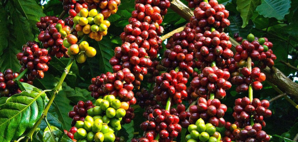 thị trường EU