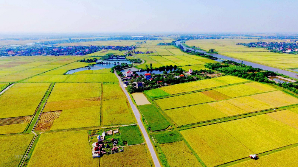 đất chuyên trồng lúa