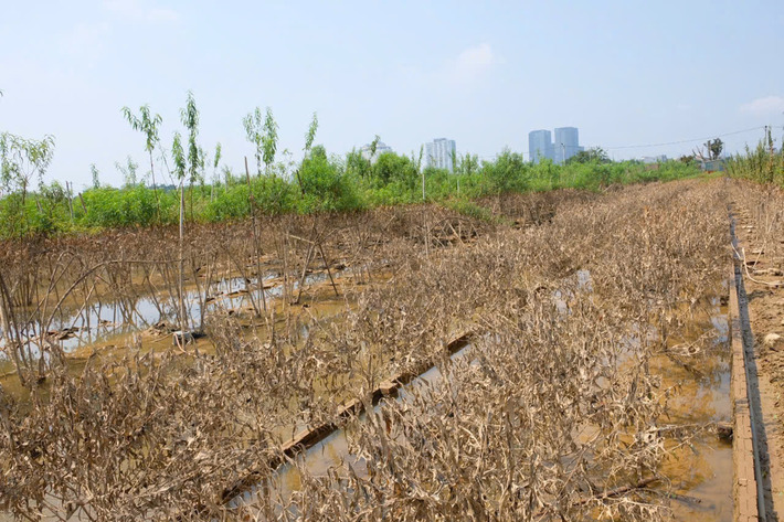 Đào Nhật Tân, quất Tứ Liên sau lũ