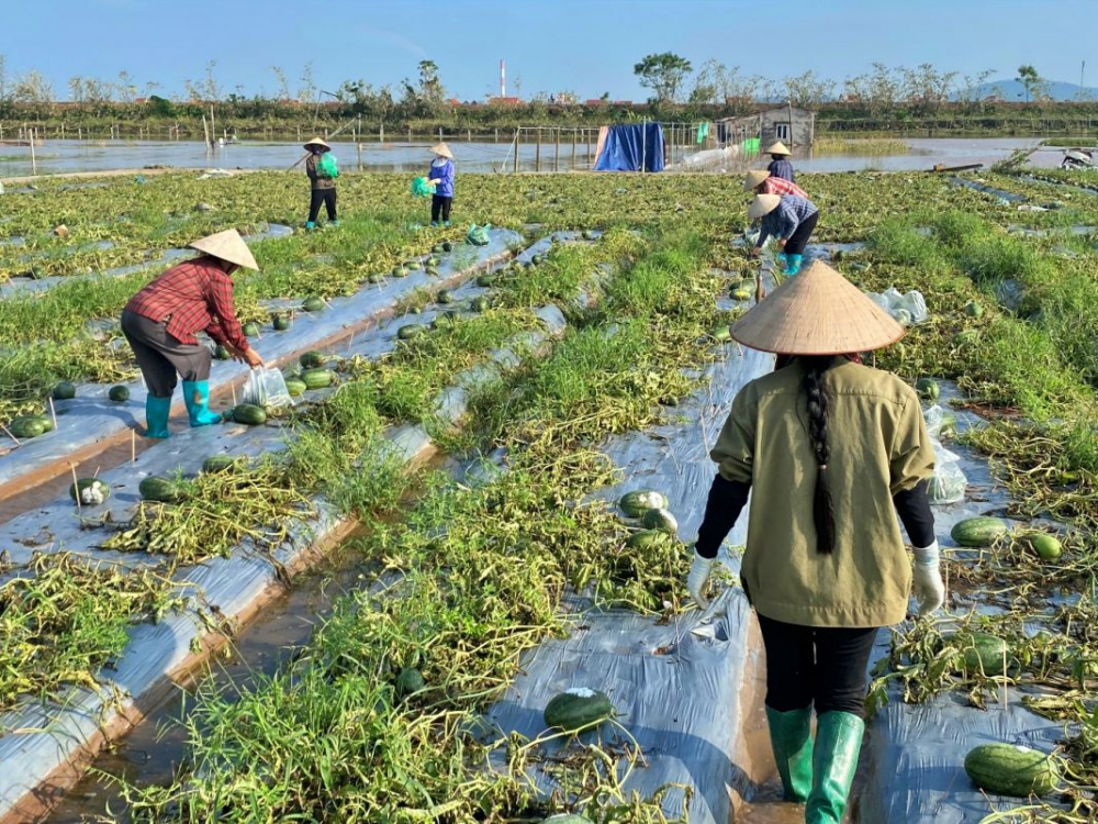 ruộng dưa hấu