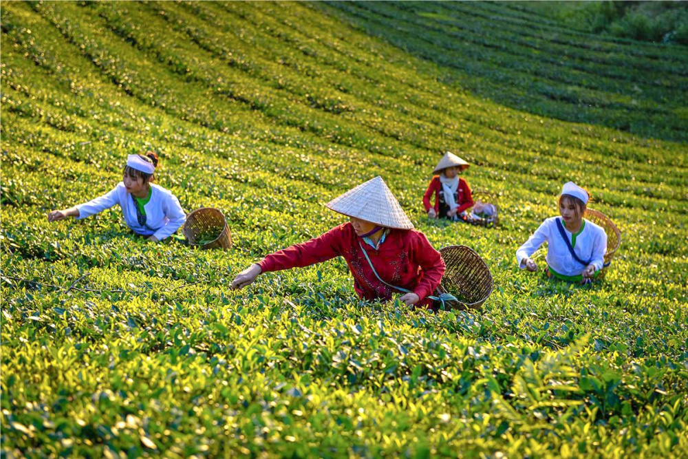 chè phú thọ