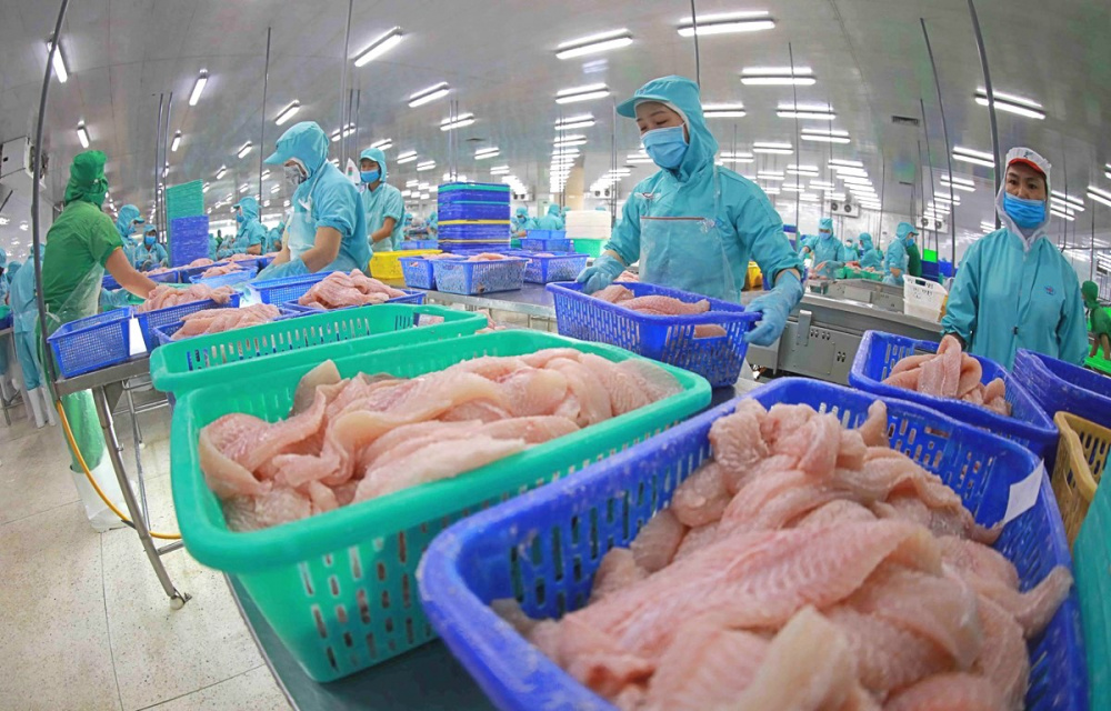 Cwin com sòng bạc trực tuyến cá tra