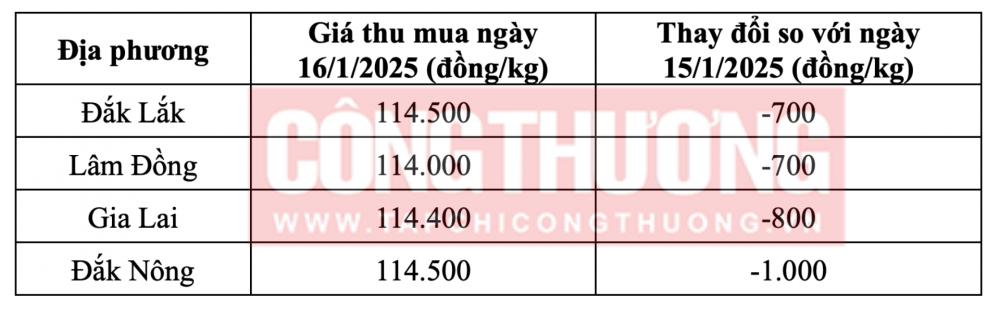 Tham khảo giá cà phê hôm nay ngày 16/1/2025 tại khu vực Tây Nguyên