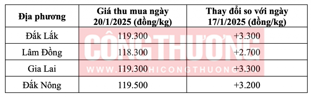 Giá cà phê hôm nay ngày 18/1/2025 tại thị trường trong nước