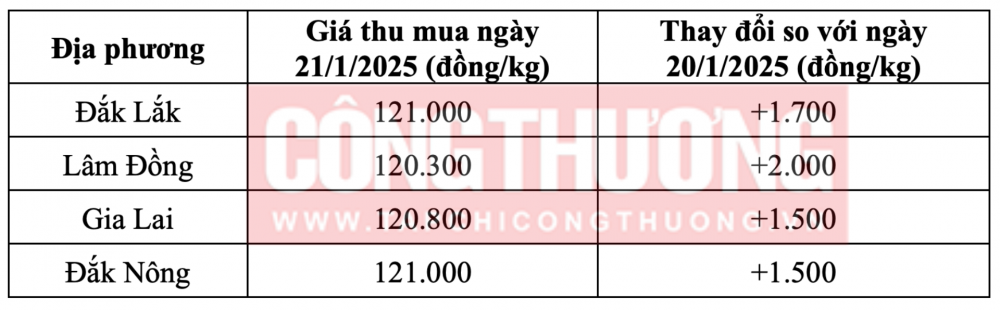 Giá cà phê hôm nay ngày 21/1/2025 tại thị trường trong nước