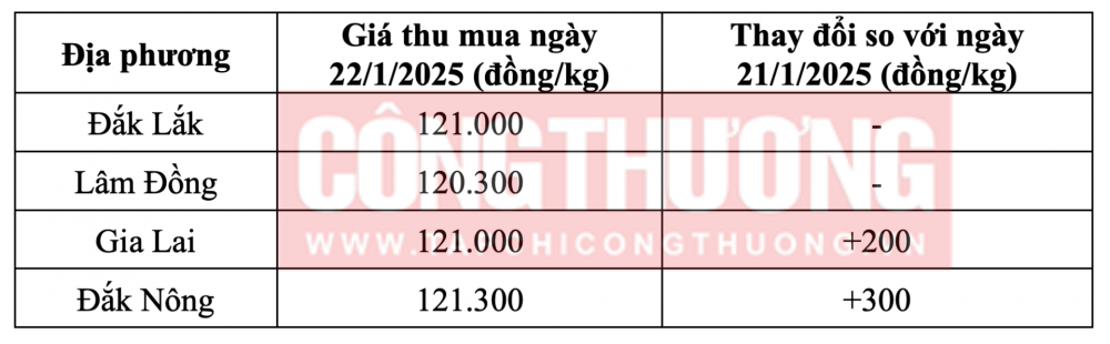 Tham khảo giá cà phê hôm nay ngày 22/1/2025 tại khu vực Tây Nguyên