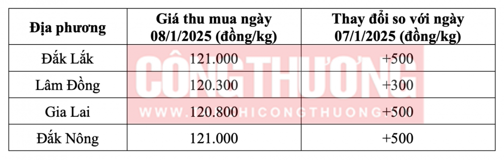 Tham khảo giá cà phê hôm nay ngày 08/1/2025 tại khu vực Tây Nguyên