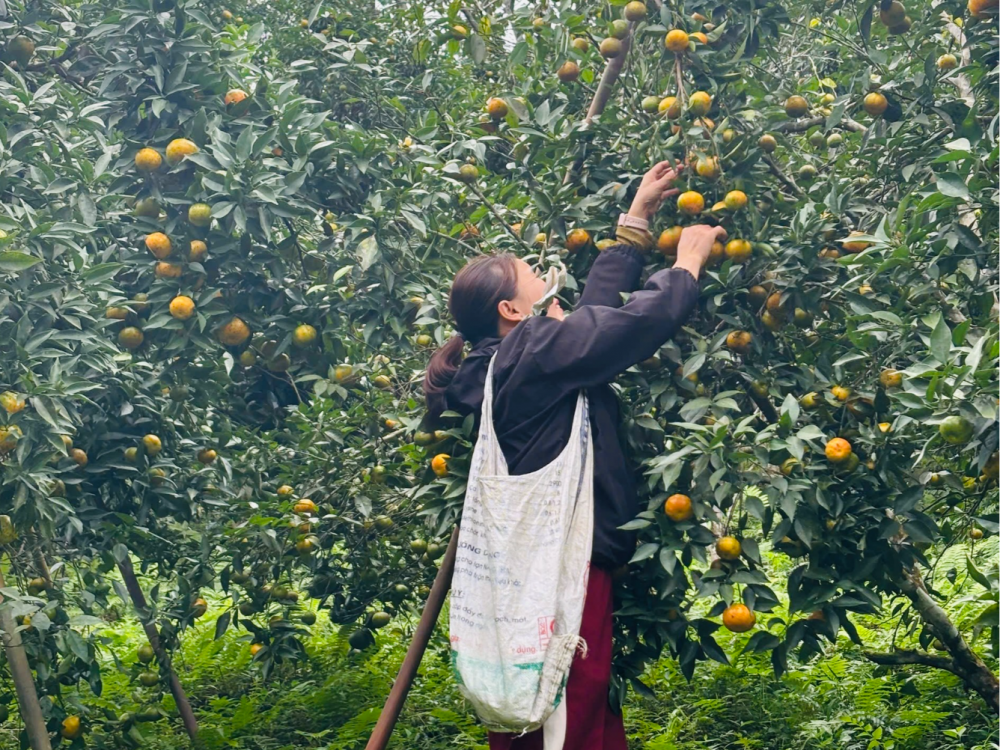 Bạch Thông