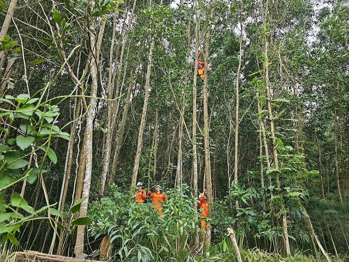 Tổ QLVH đường dây Quy Nhơn chặt tỉa ngọn cây gần hàng lang