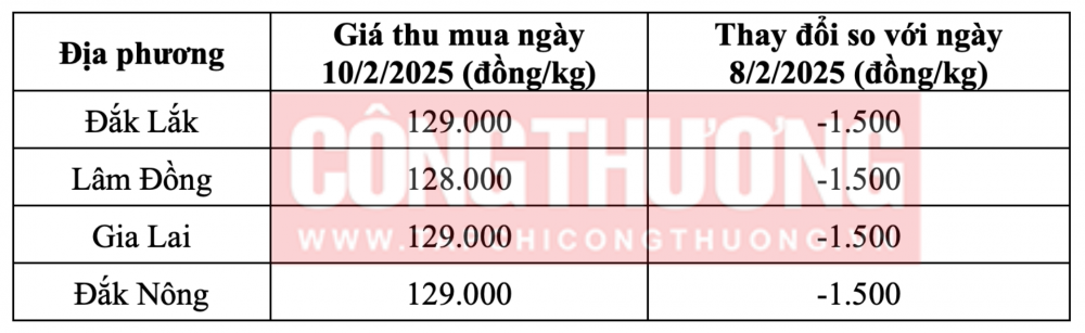 Tham khảo giá cà phê hôm nay ngày 10/2/2025 tại khu vực Tây Nguyên