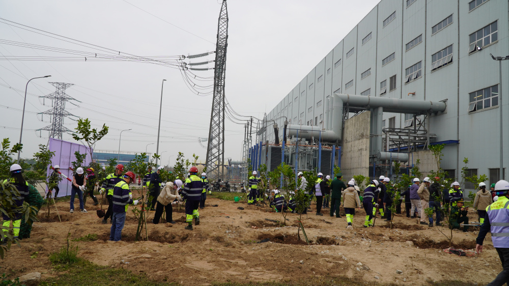 Toàn cảnh khu vực trồng cây