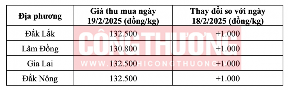 Tham khảo giá cà phê hôm nay ngày 19/2/2025 tại khu vực Tây Nguyên