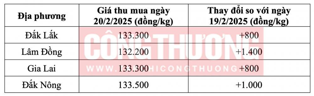 Tham khảo giá cà phê hôm nay ngày 20/2/2025 tại khu vực Tây Nguyên