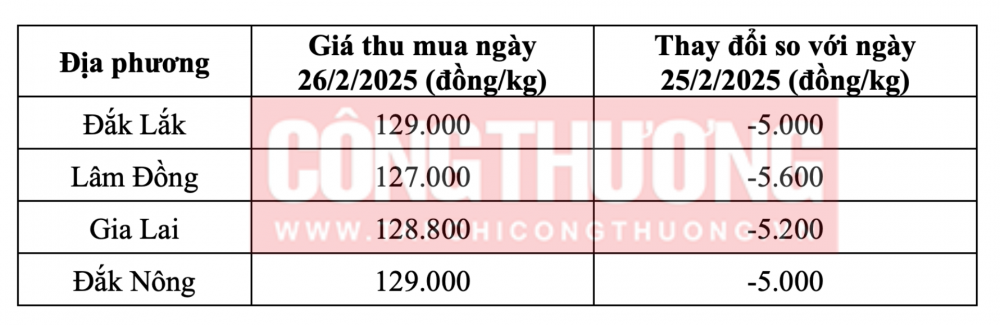 Tham khảo giá cà phê hôm nay ngày 26/2/2025 tại khu vực Tây Nguyên