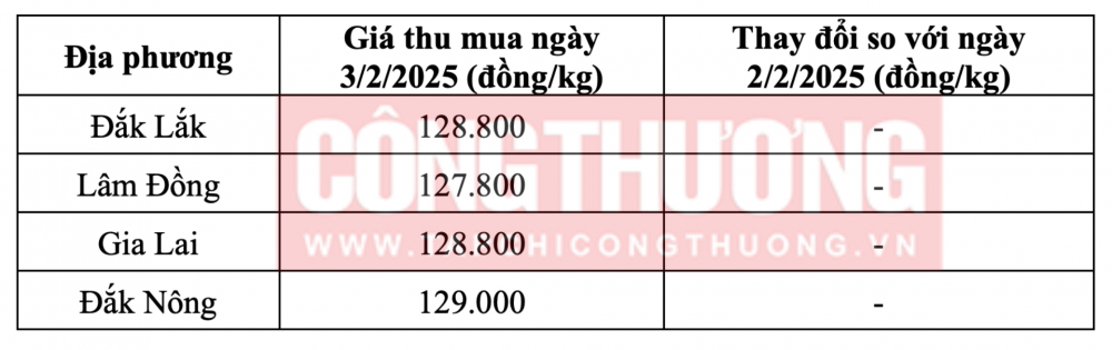 Tham khảo giá cà phê hôm nay ngày 3/2/2025 tại khu vực Tây Nguyên
