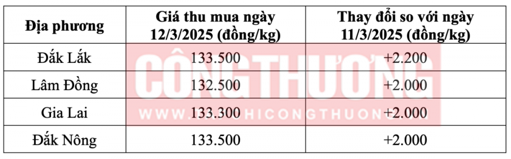 Tham khảo giá cà phê hôm nay ngày 12/3/2025 tại khu vực Tây Nguyên