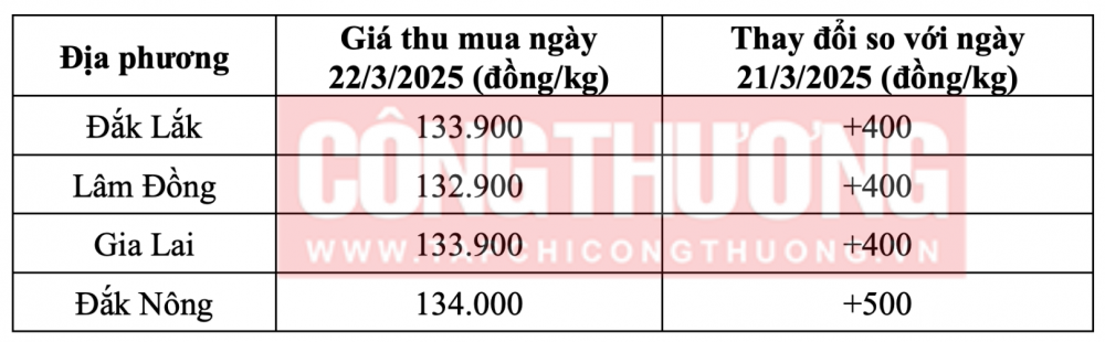 Tham khảo giá cà phê hôm nay ngày 22/3/2025 tại khu vực Tây Nguyên