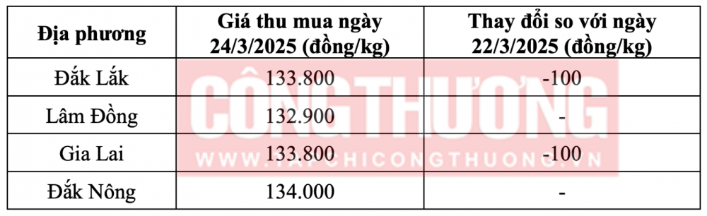 Tham khảo giá cà phê hôm nay ngày 24/3/2025 tại khu vực Tây Nguyên