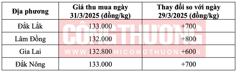 Tham khảo giá cà phê hôm nay ngày 31/3/2025 tại khu vực Tây Nguyên