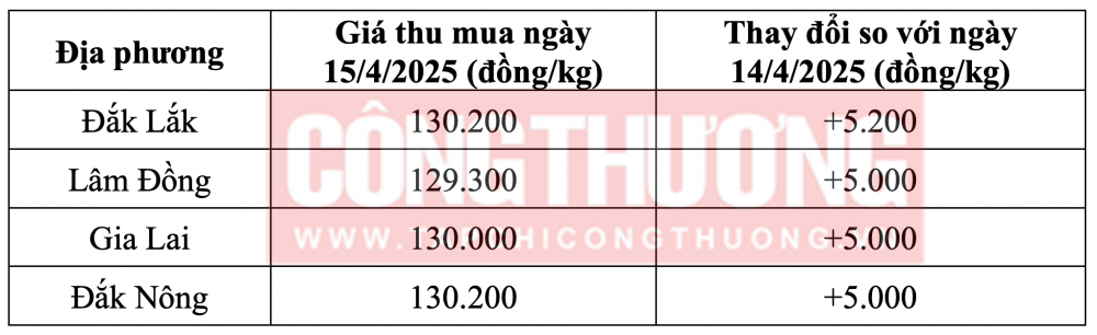 Tham khảo giá cà phê hôm nay ngày 15/4/2025 tại khu vực Tây Nguyên