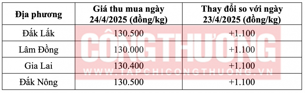 Tham khảo giá cà phê hôm nay ngày 24/4/2025 tại khu vực Tây Nguyên