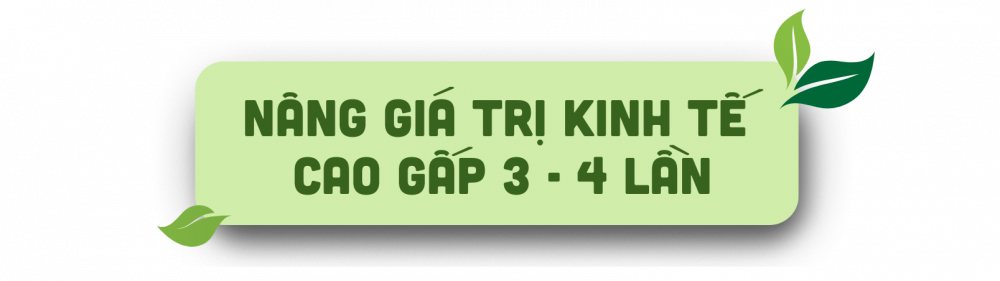 thìa canh 1