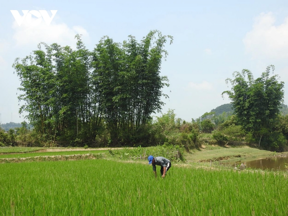 gạo đỏ 2
