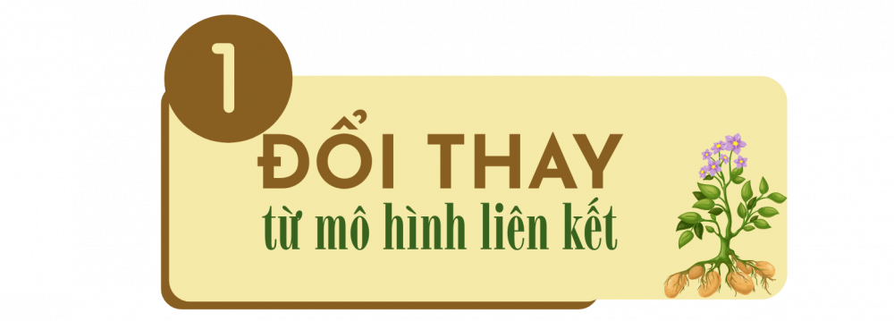 khoai tây