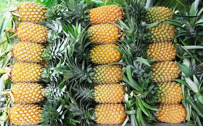 sản phẩm khóm tắc cậu