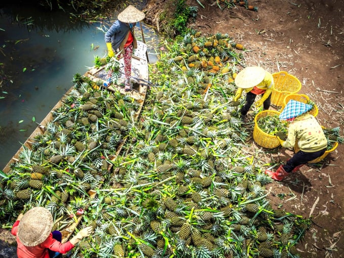 mứt khóm