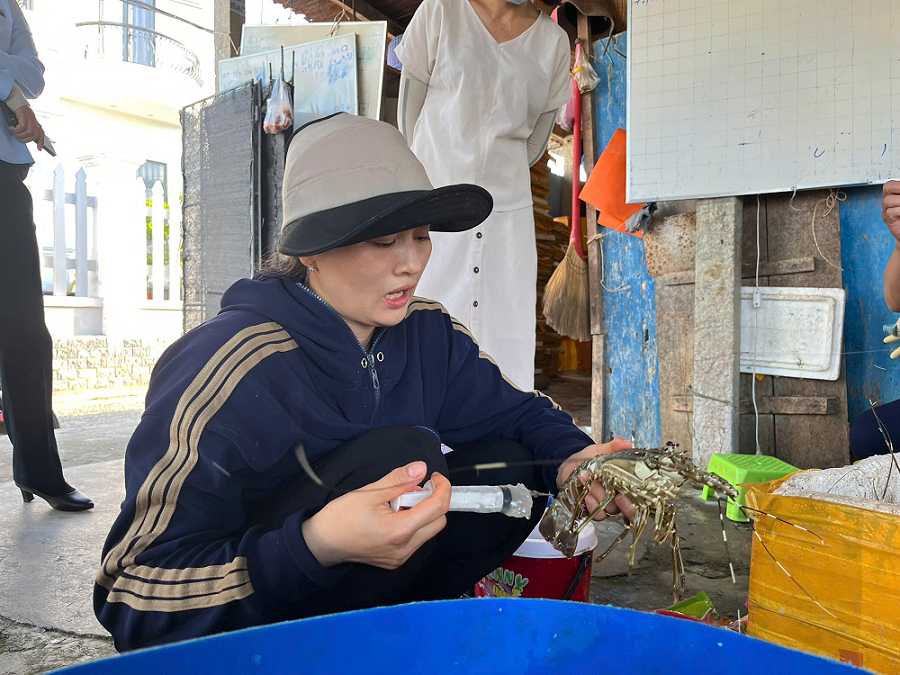 tôm hùm chết