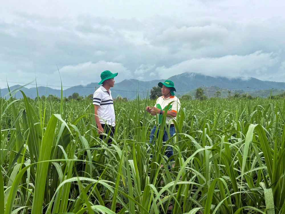 PVFCCo – Phú Mỹ